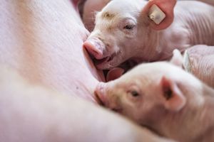 Pressefoto_Ferkel (Foto: ISN/ Timo Jaworr)