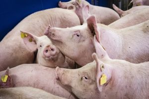 Pressefoto_Mastschweine Im Stall (Foto: ISN/ Timo Jaworr)