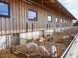 Pressefoto_Schweine im Offenstall (Foto: ISN)