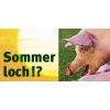 Sommerloch im Sauenstall - Rauscheprobleme mit Vilomin Scrofertil verbessern.